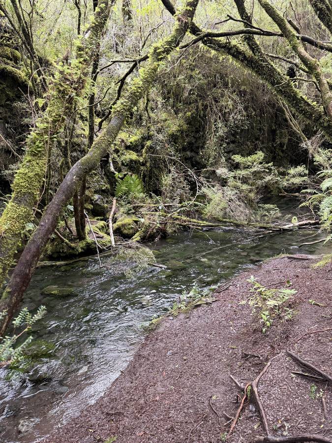 Sendero junto a un estero entre árboles cubiertos de musgo